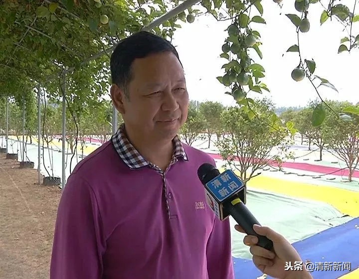 神奇！太平金门有种长在树干上的果子！