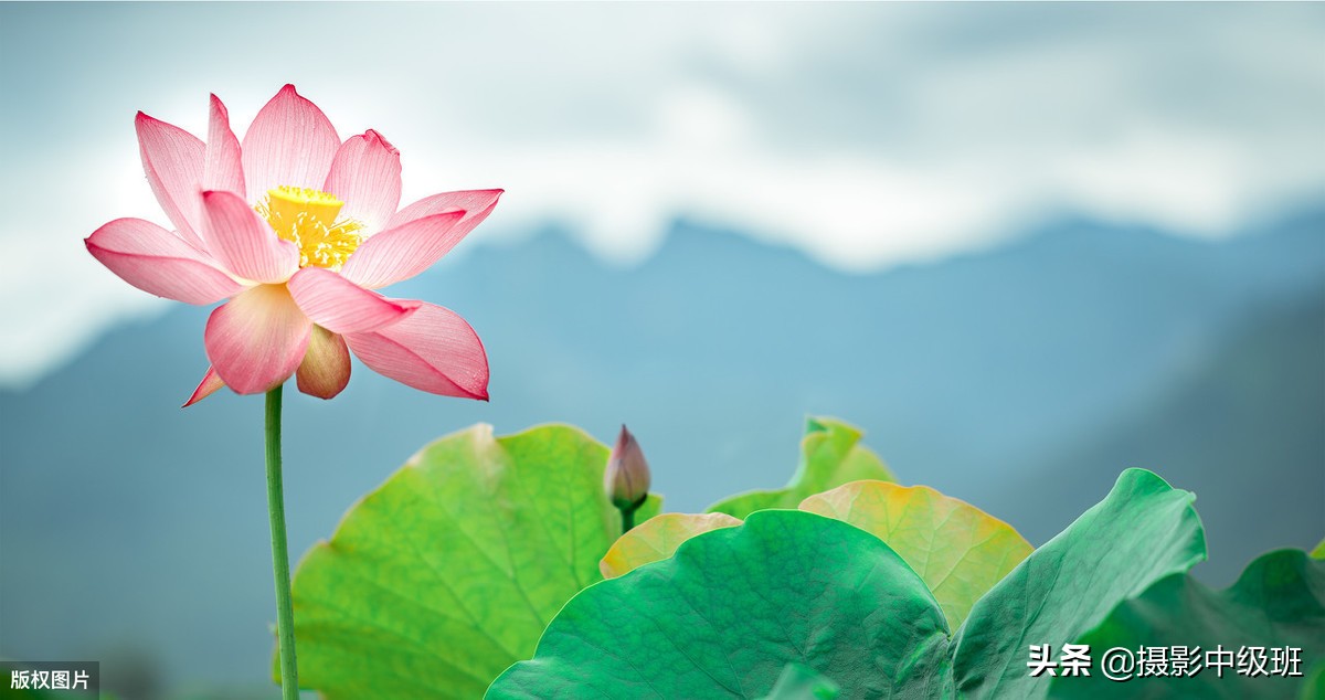 教你拍荷花的4个意境,怎么拍荷花拍照姿势大全