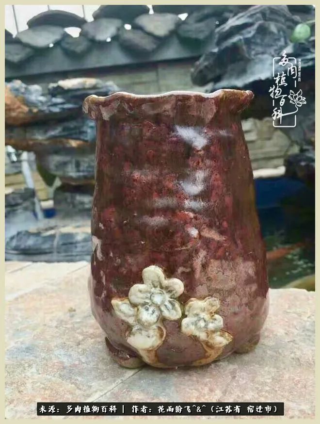 我家老臧：从反对到爱屋及乌的多肉守护人