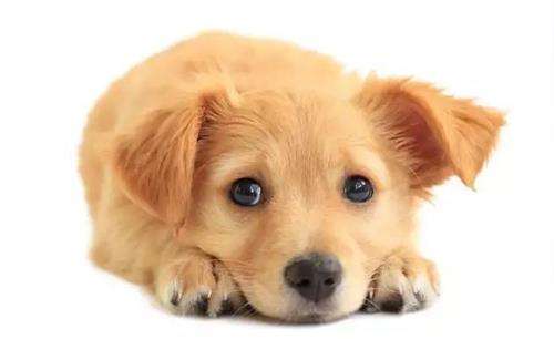 狗狗干咳干呕要多留意