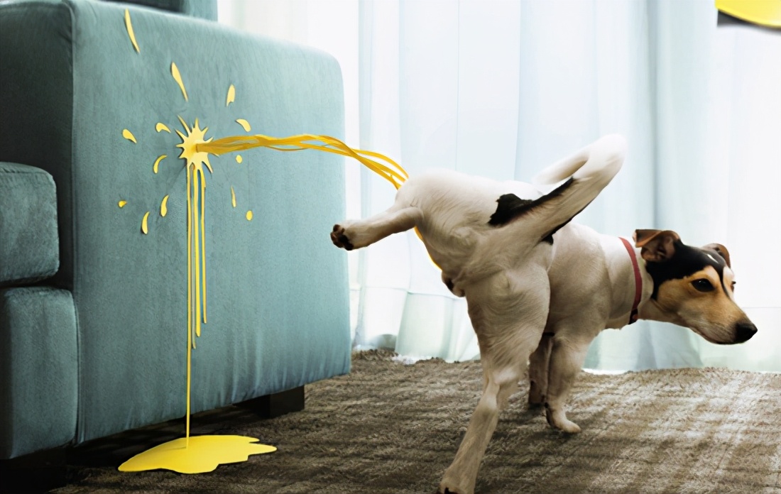 狗狗尿液像油一样是怎么回事,狗狗尿液黄是什么原因