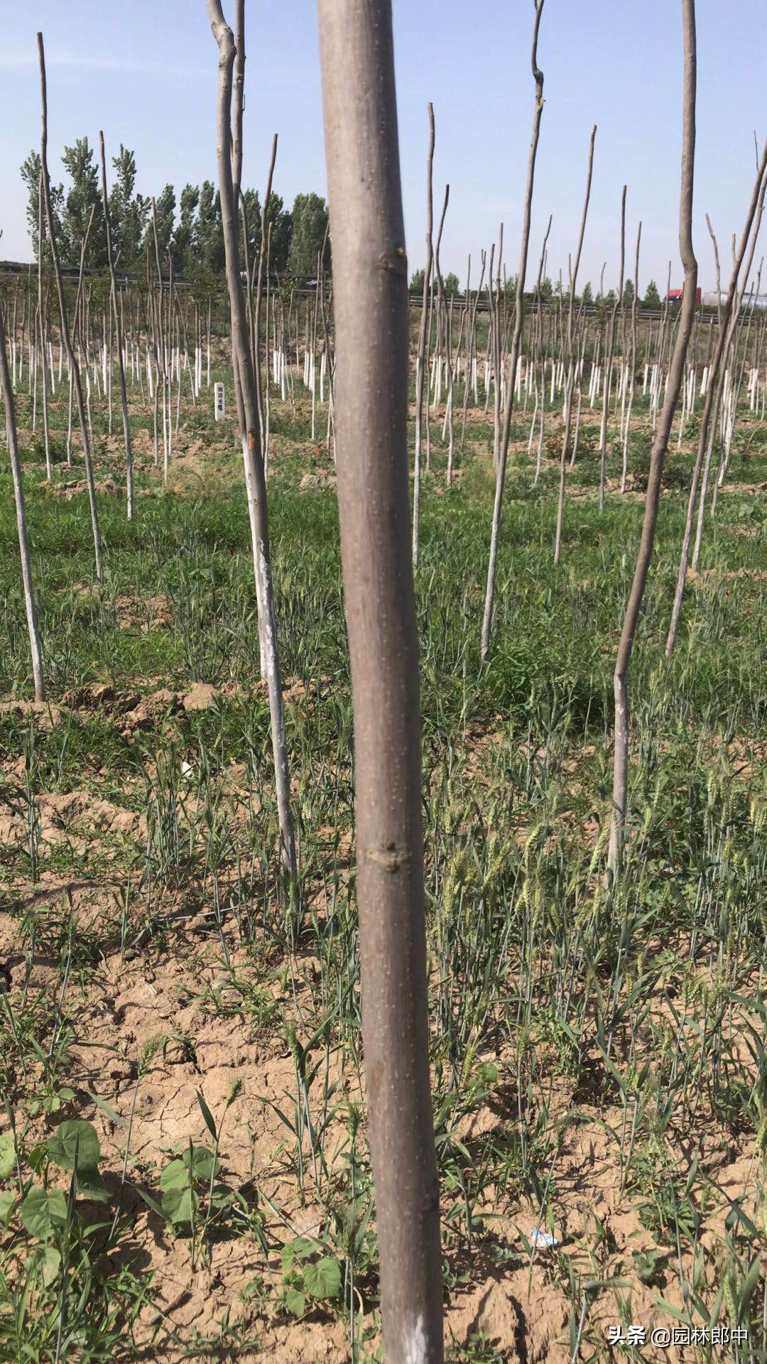 新栽的栾树几月份发芽,今年移栽杨树苗为啥成活率太低