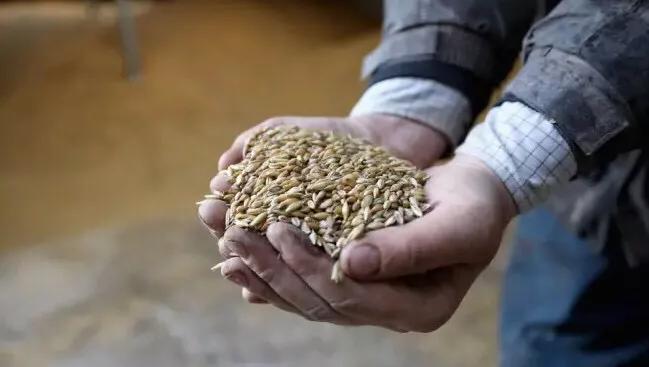 纯澳燕麦奶市场,燕麦奶品类受追捧