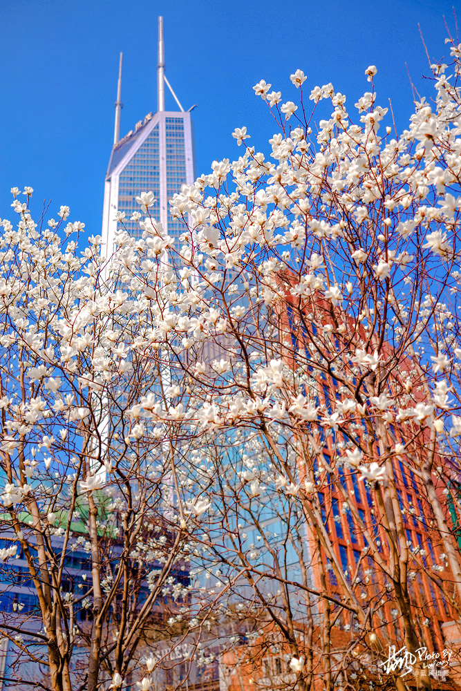 上海市市花白玉兰也叫玉兰花,白玉兰花是上海的市花吗
