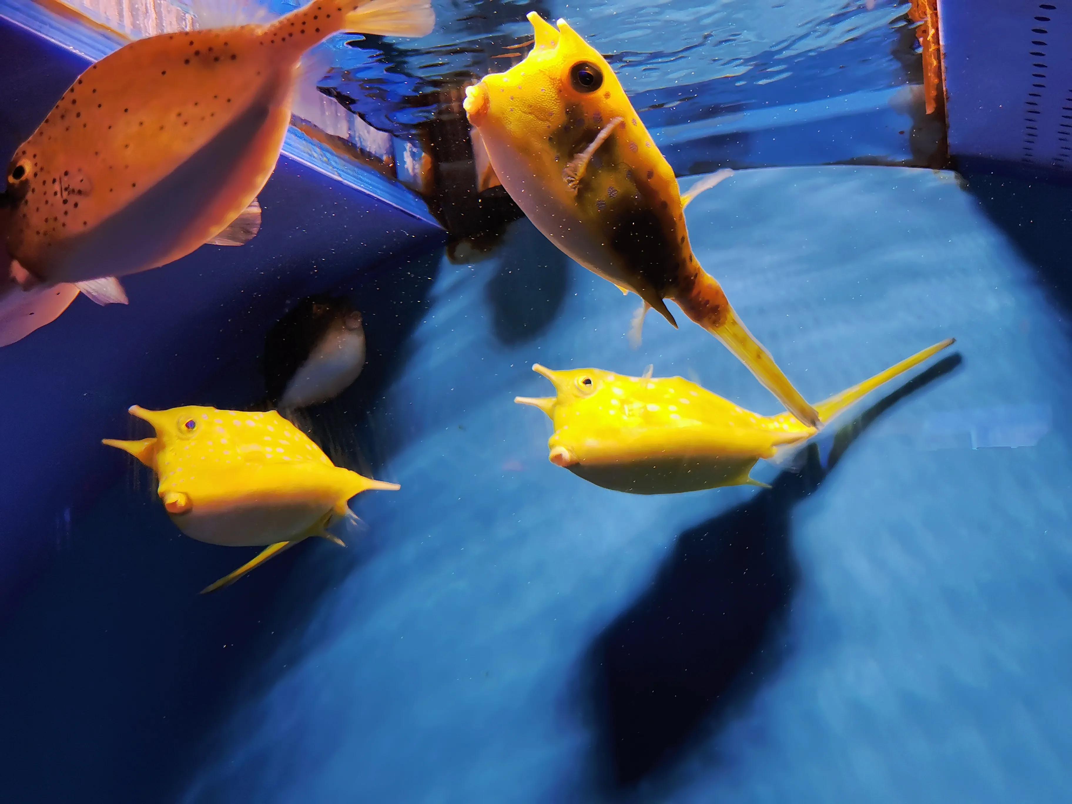 璧拌繘娴锋磱鍔ㄧ墿娴峰簳涓栫晫,鍙傝娴峰簳涓栫晫娴锋磱鍔ㄧ墿瑙嗛