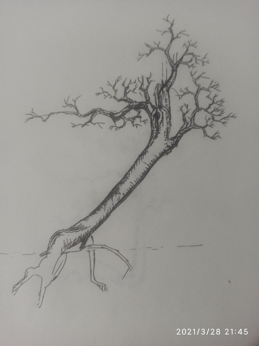 飘枝在盆景中真的很重要吗,飘枝与跌枝同时具备的盆景