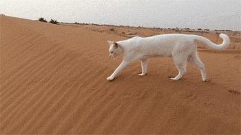 没想到猫也会功夫,没想到猫会这样走路