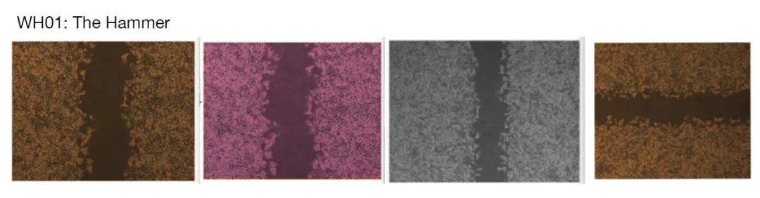 论文撤稿是真的假的,论文图表造假会不会看出来