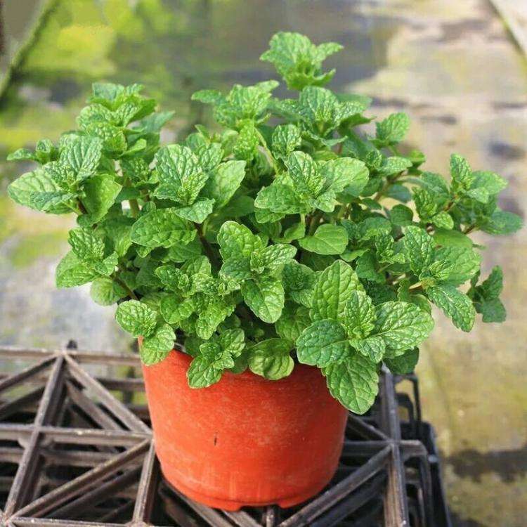 养花种菜都要阳光充足,用懒人花盆养花还需要土壤浇水吗