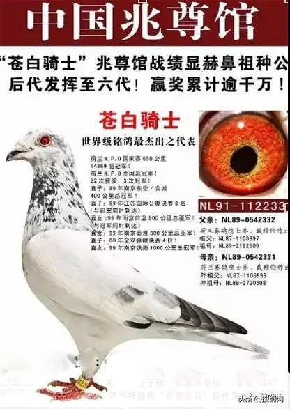 中国顶级种鸽排名,中国赛鸽第一名是谁