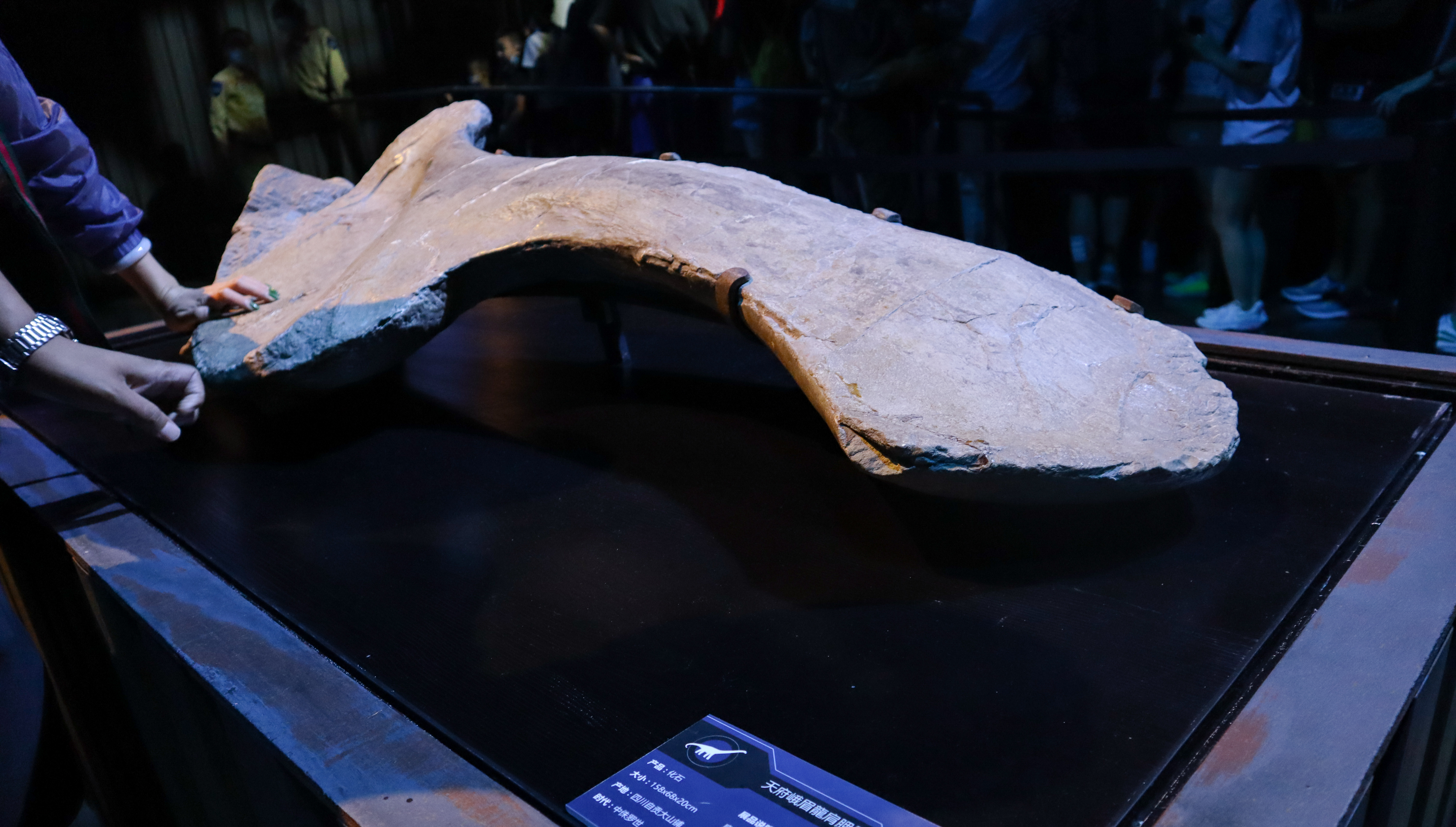 来到侏罗纪公园遇到超真实的恐龙,侏罗纪公园恐龙大探秘