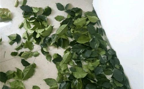 幸福树叶有黑色斑点怎么治理,幸福树叶片有斑点黄了怎么补救