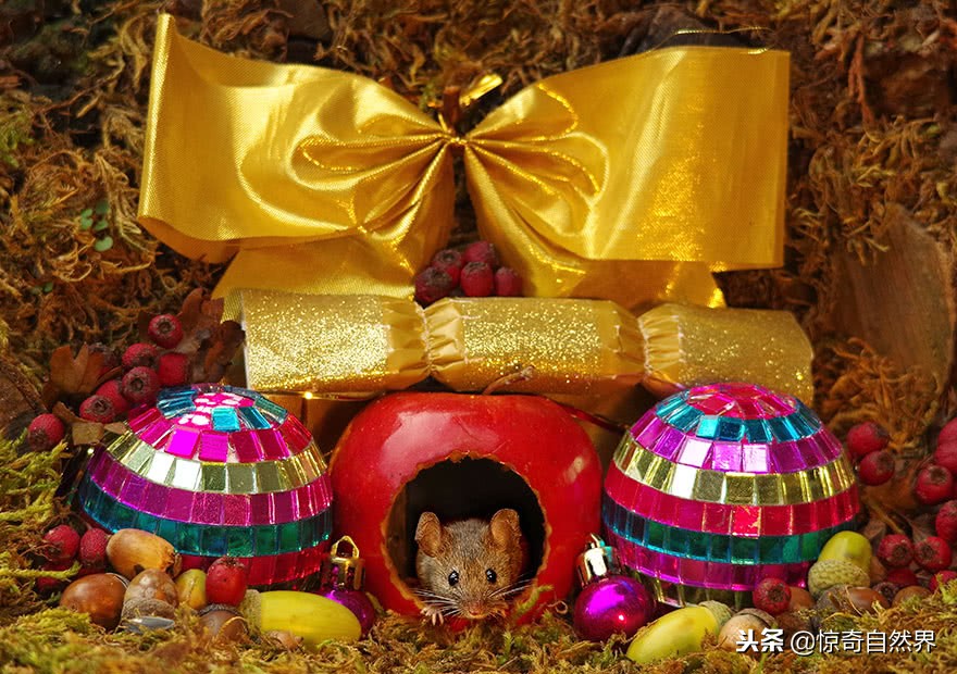 男子在路上发现老鼠自己在家里,男子给老鼠拜年成功赶跑了老鼠