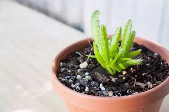 玉米棒子插水里，7天冒出小森林