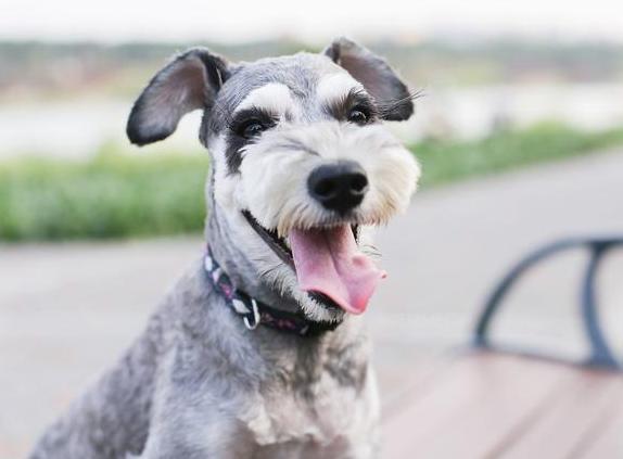 怎么帮雪纳瑞清洗脸部,雪纳瑞洗澡不听话怎么调整