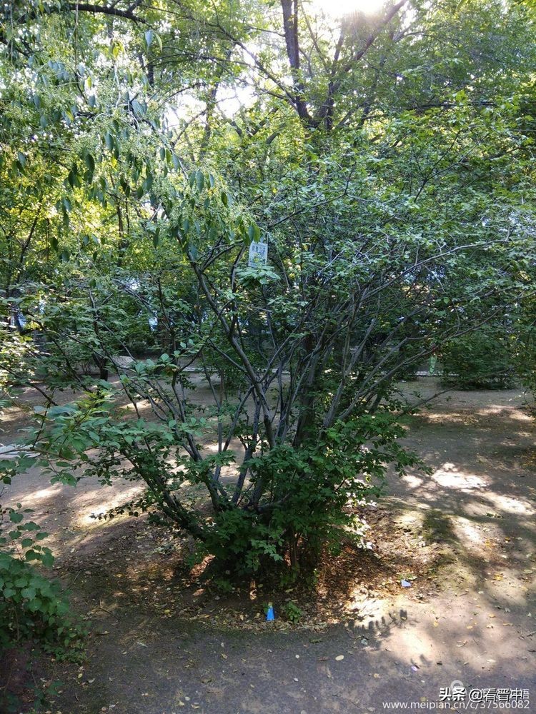 山西农大美丽的校园,山西农大校园风光