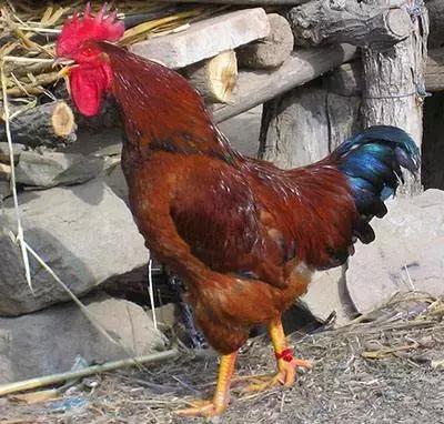 四季学堂养生课,吃鸡的忌口