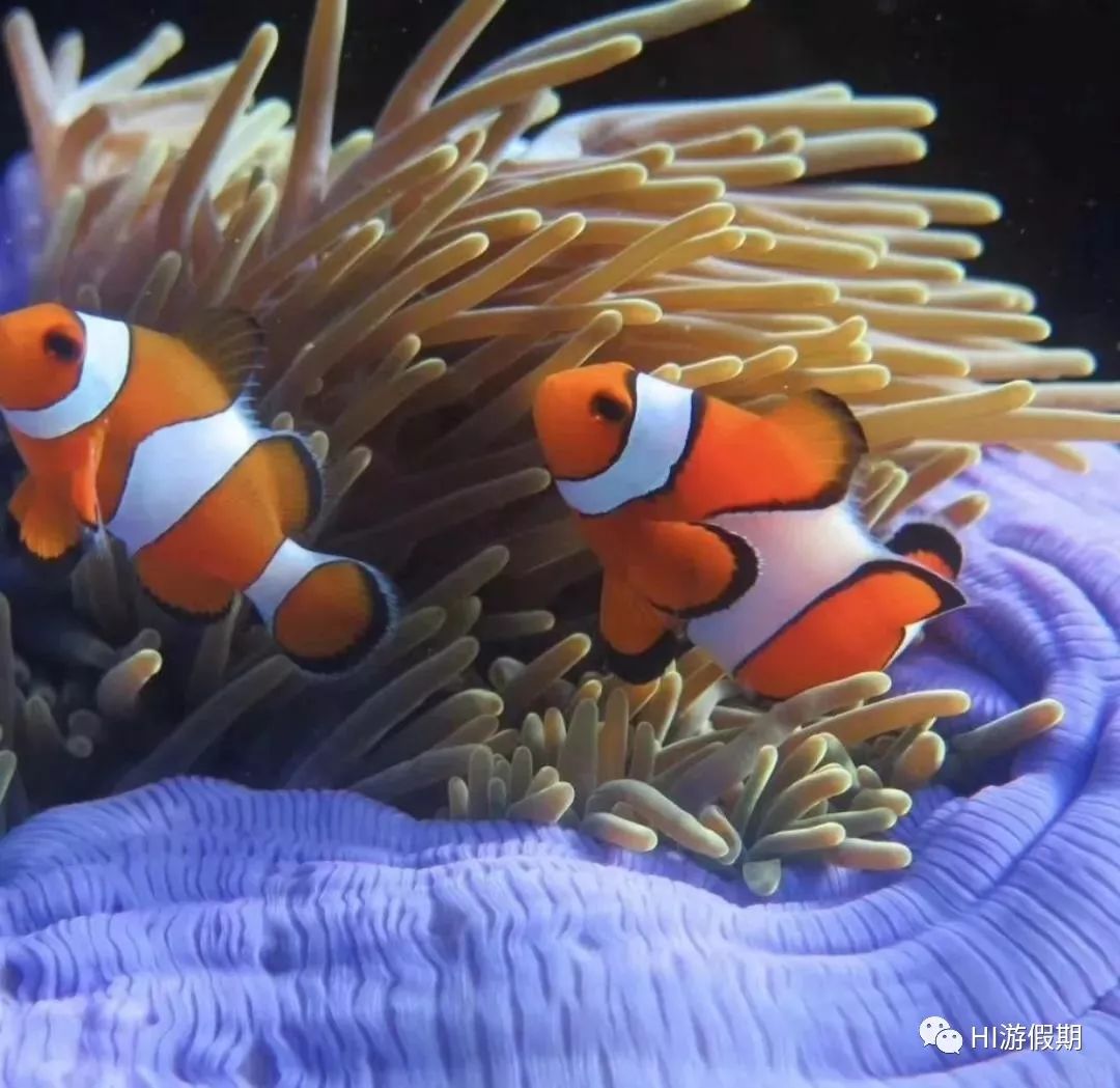 帕劳海底世界美人鱼,美人鱼和帕劳