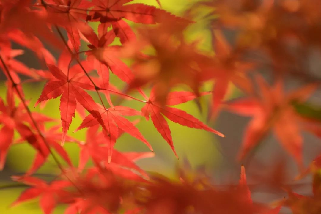 赏枫地图,赏红叶正当时