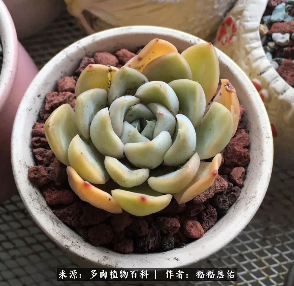 买买买，千里迢迢来相见，新的多肉成员来啦！