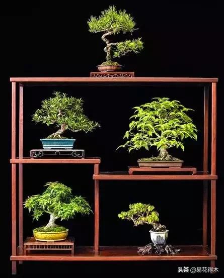 盆景构造及构成,树桩盆景鉴赏技巧