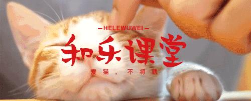 猫癣的预防与治疗论文,治疗猫癣的注意事项