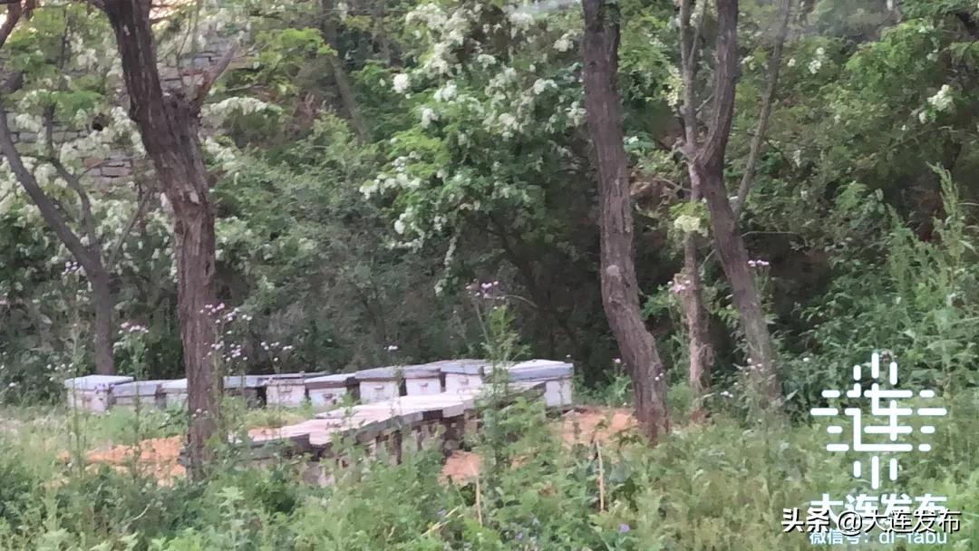 大连最美赏槐露营地,槐之乡露营地