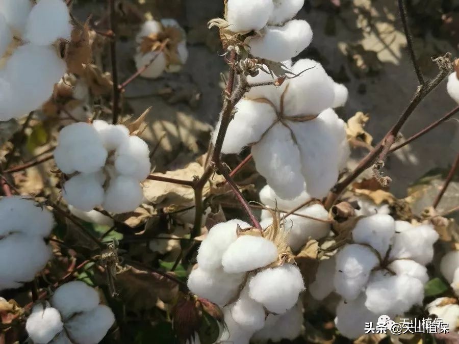 棉籽收购机价格表,去籽棉花价格最新行情