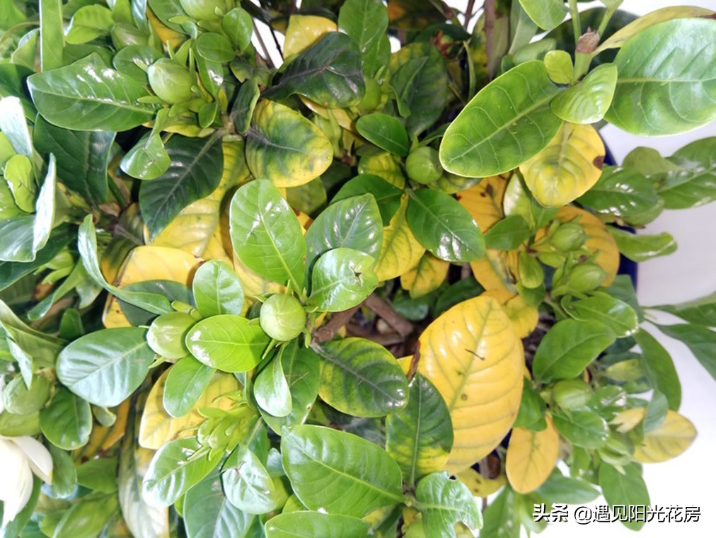 栀子花各种黄叶原因及图解,栀子花黄叶的处理方法讲解