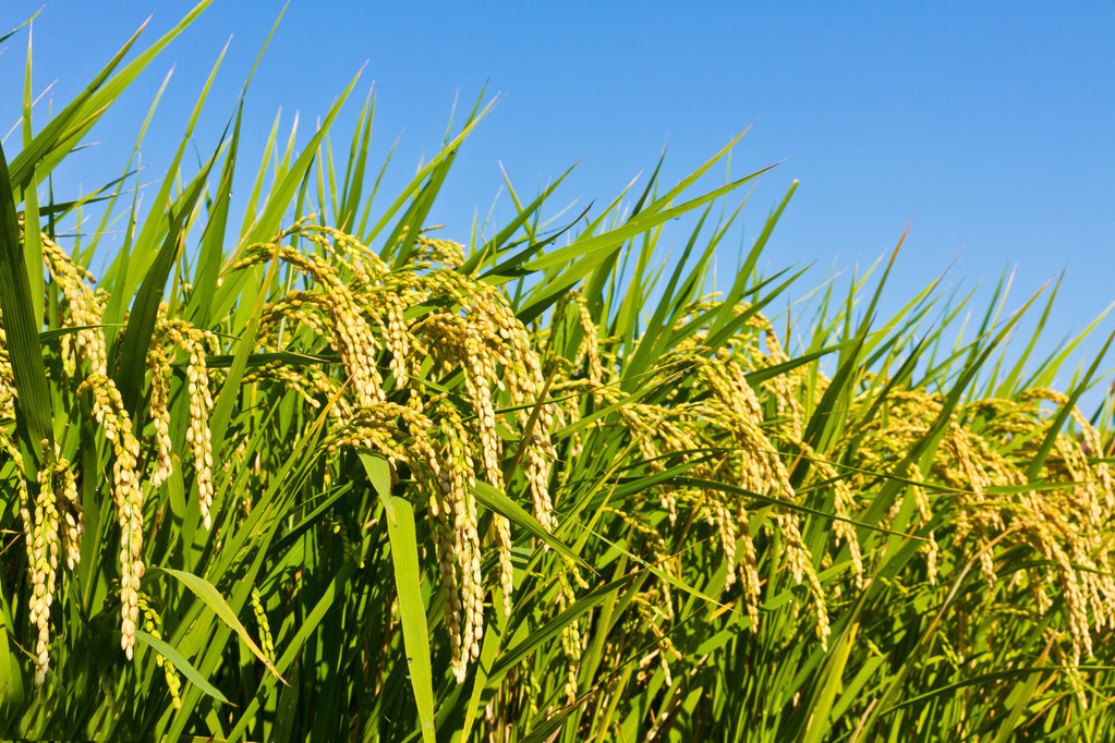 吉林大米特点,吉林最好的大米产地排名