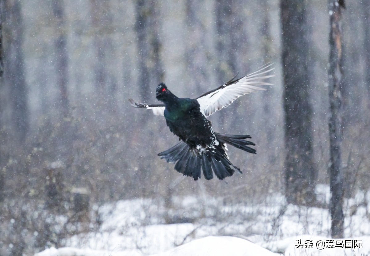 极简鸟类摄影欣赏,2019鸟类摄影作品欣赏