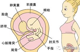 孕期周刊,孕期周刊第93周