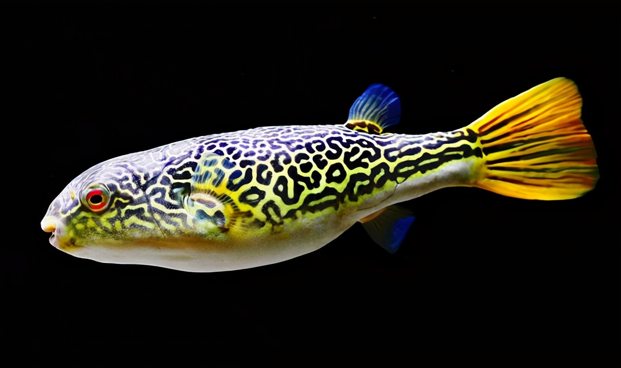 观赏鱼最好养的品种不需要经常喂,觉得自己养的观赏鱼不好看