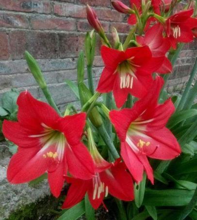 朱顶红球南方怎么养护,朱顶红小球养护技巧及注意事项