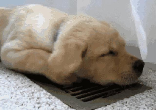 科普小知识：狗狗的基本构造