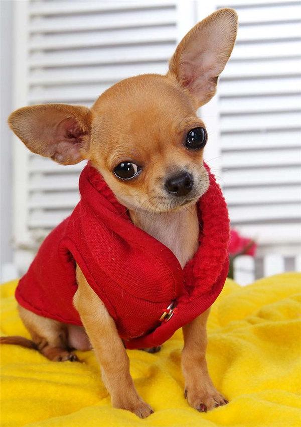 吉娃娃饲养注意事项,喂吉娃娃注意事项