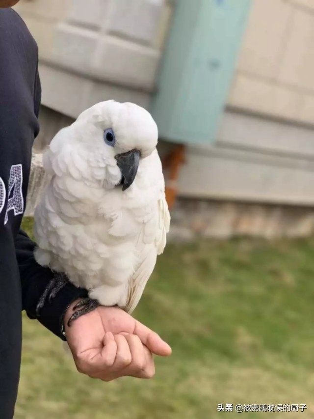 如何训练鹦鹉定点上厕所,怎么训练鹦鹉憋屎