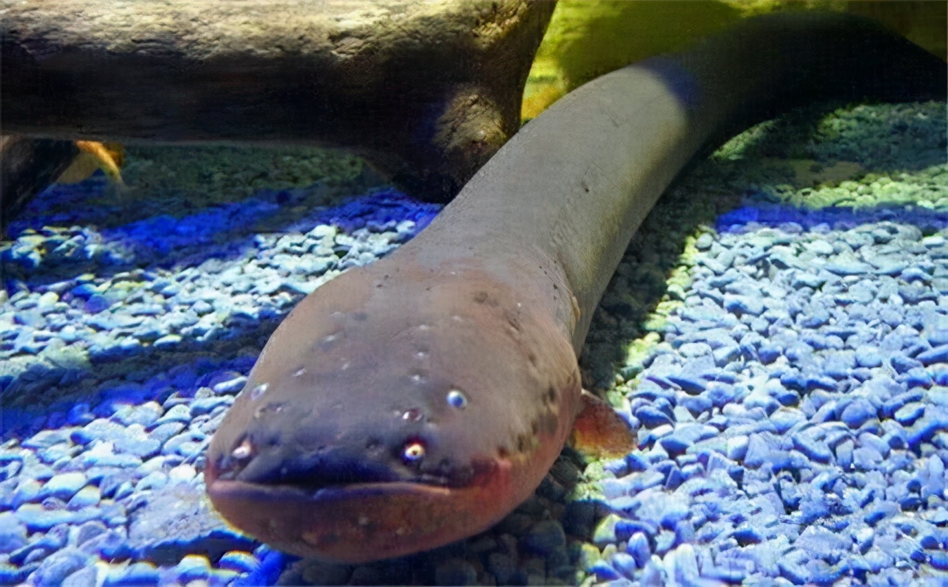 史前电鳗能放出多少电,为什么说电鳗灭绝了