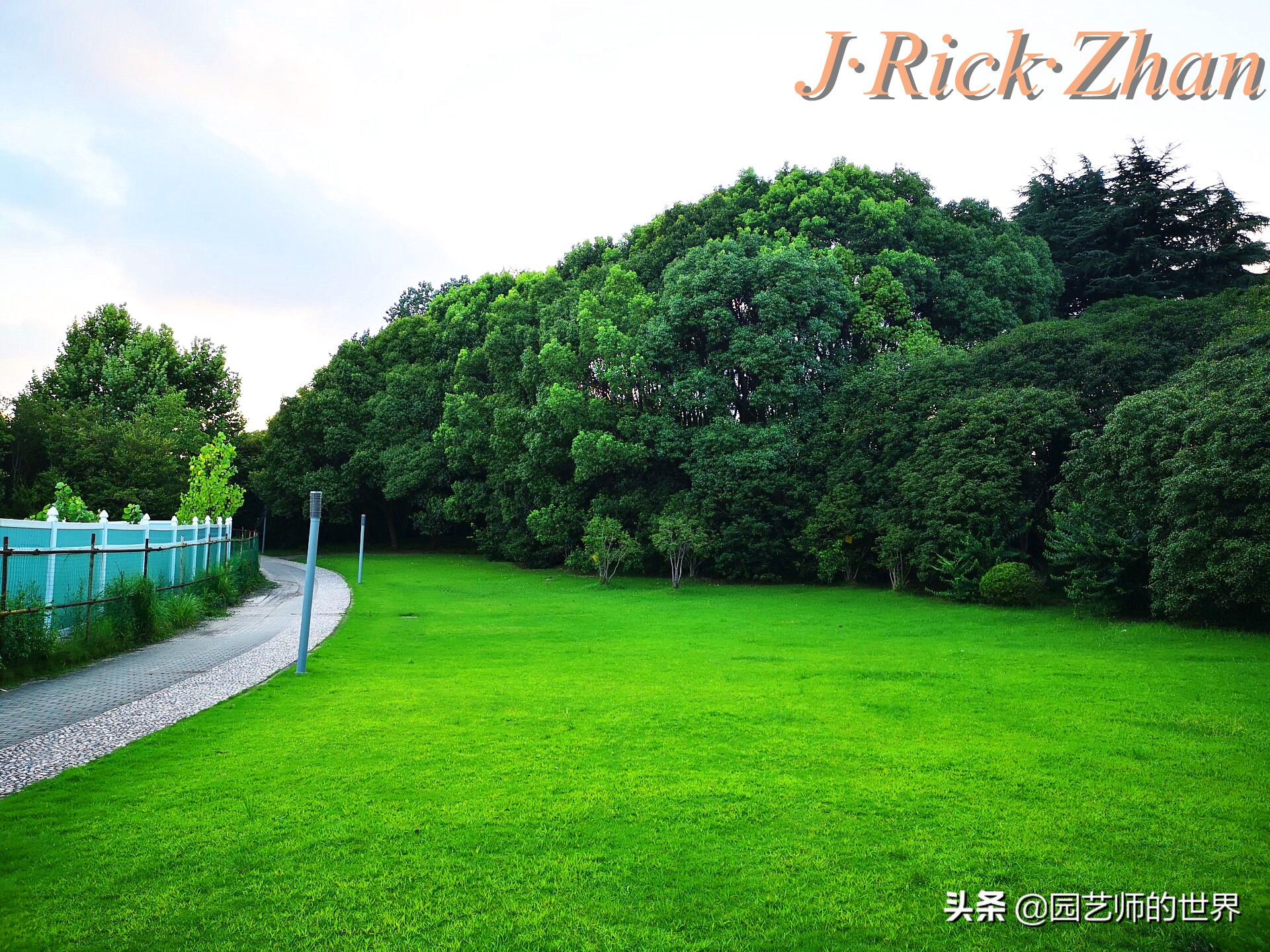 高尔夫果岭草坪家庭院子种植,麦冬草坪种植方法和注意事项