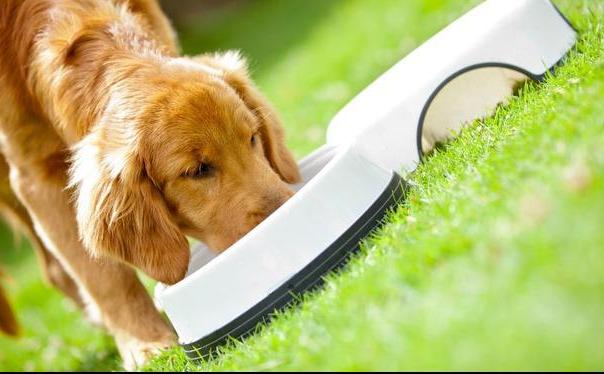 狗狗随地大小便如何惩罚,狗狗犯错怎样惩罚最好