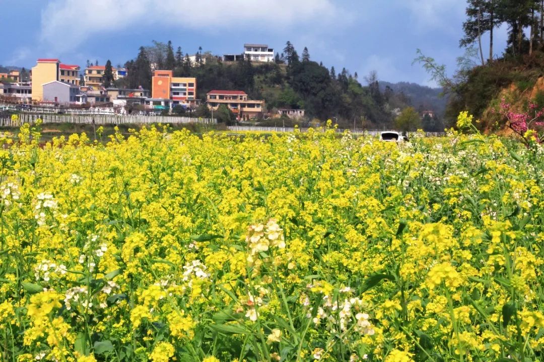 赏春图鉴丨赏花海、品清茶、尝美食...乌当百宜镇这条宝藏春游线路，就等你来打卡啦！