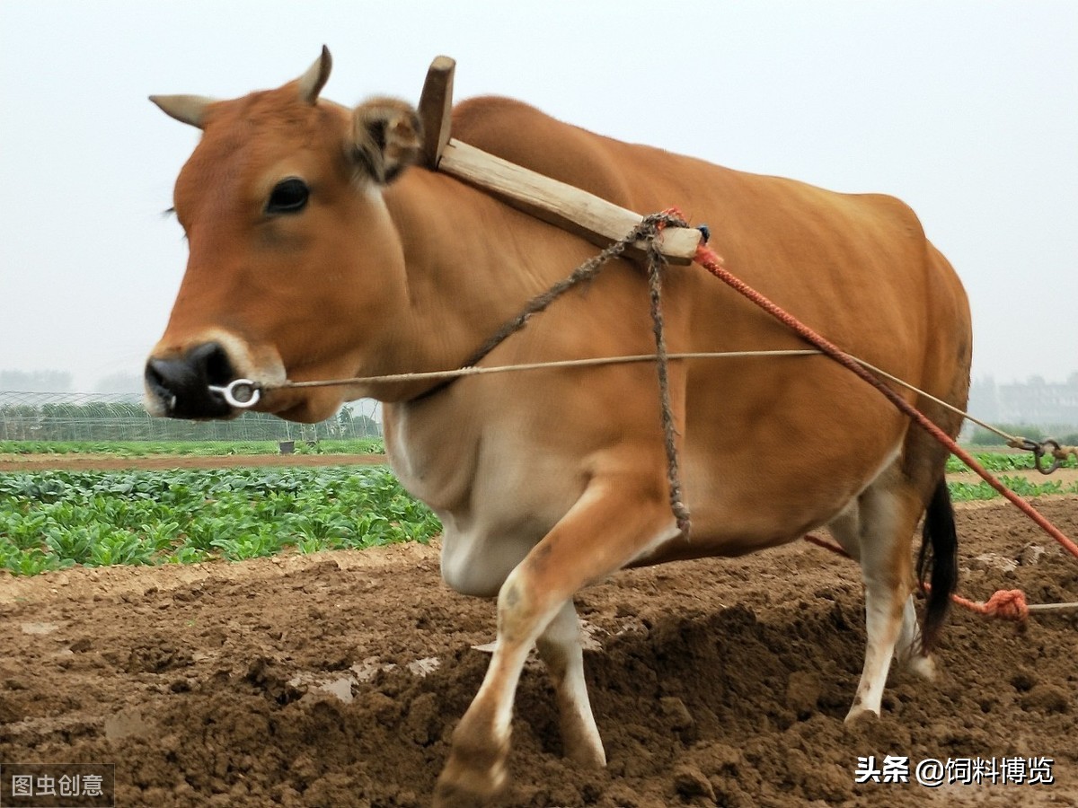 本交与人工授精的时间对比,简述种公牛的饲养管理要点