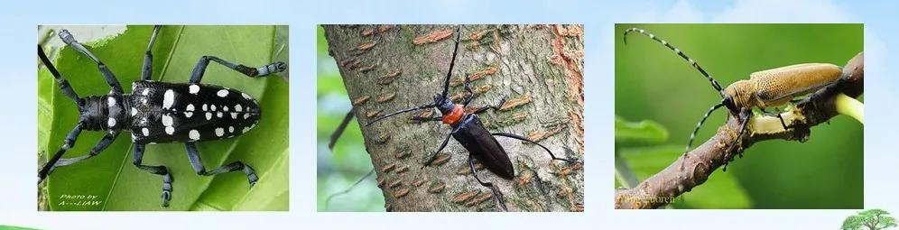 天牛基础知识,天牛简单总结