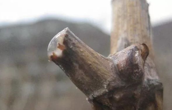 葡萄伤流是什么意思,葡萄病的特征和危害