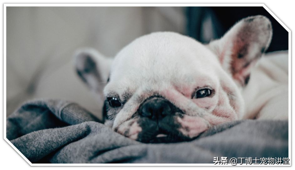 饲养幼犬教学,养宠新手喂食