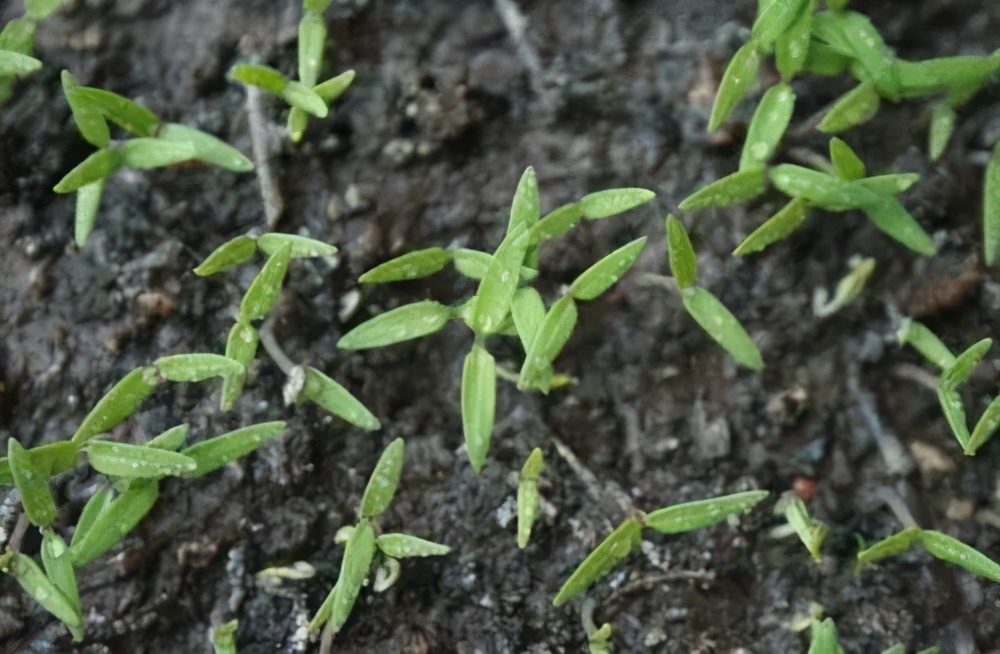 番茄种植过程如何避免死苗,番茄种植技术及解决方法