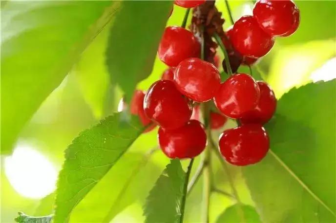 西安西郊摘樱桃最佳地方,长安区附近樱桃采摘的地方