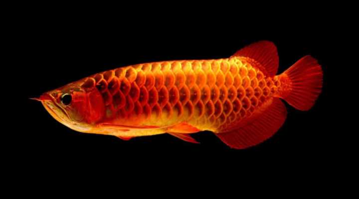 养鱼鱼眼发白怎么治,观赏鱼鱼眼凸起怎么治疗