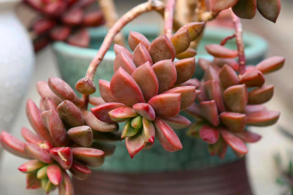 多肉变红色叶子是怎么回事,多肉叶子变红代表什么原因