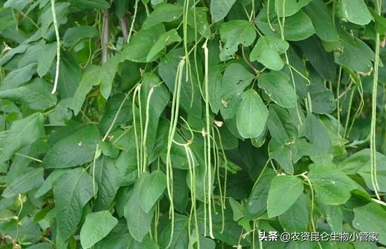 豆角烂根病特效药,豆角根腐病烂蔓吗